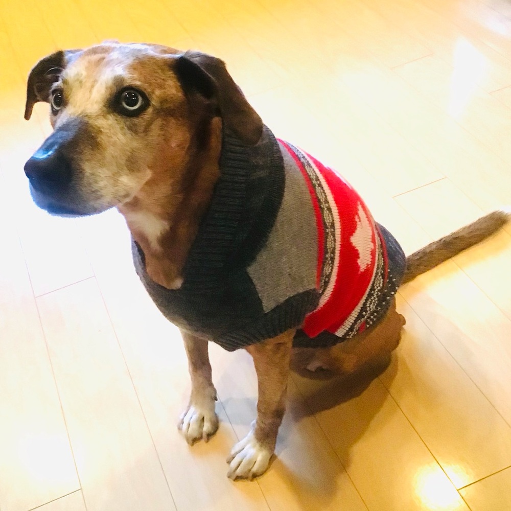 Cute Knitted Dog Sweater With Hood - Picture 3 of 3